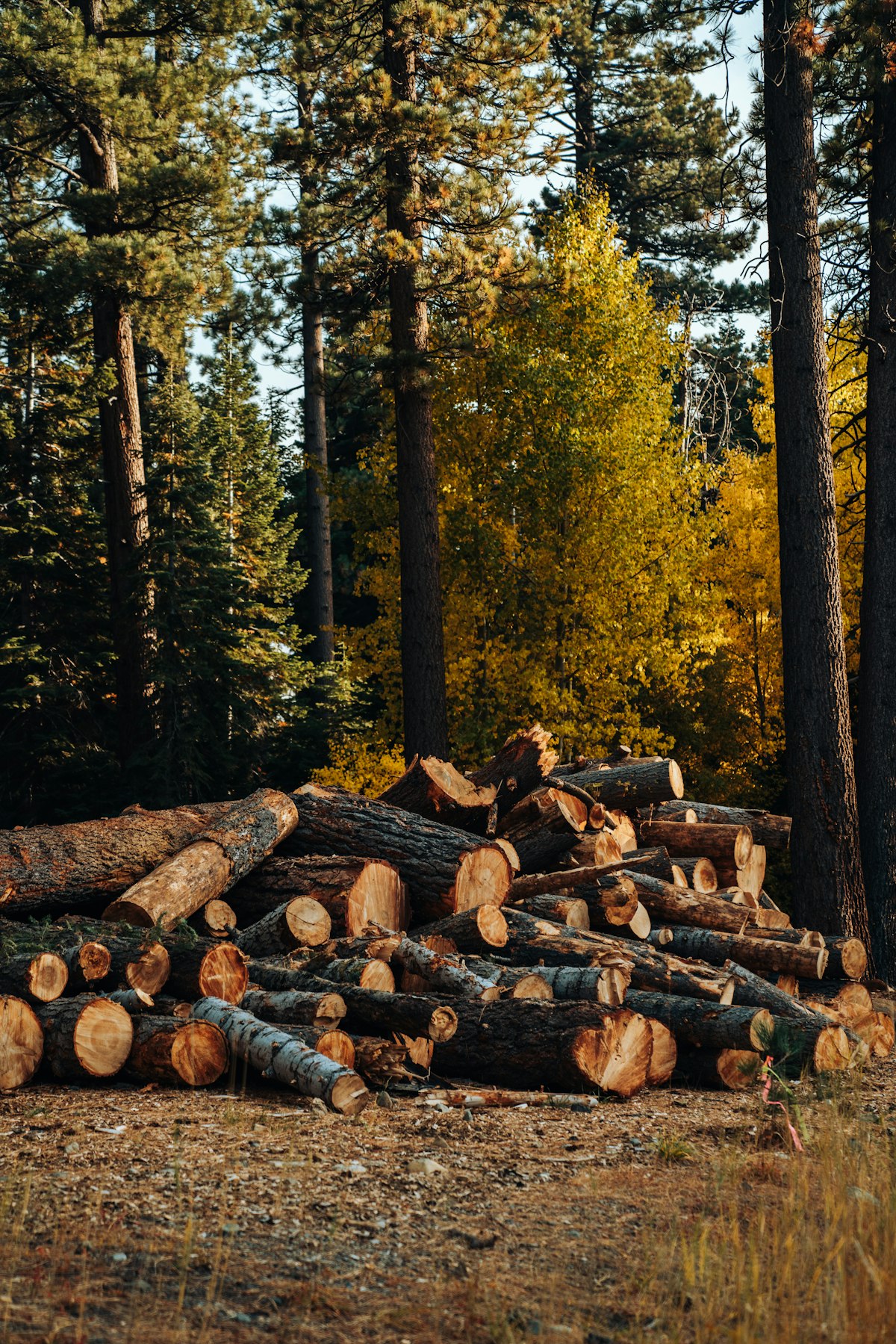Troncos de madera, materia prima para celulosa