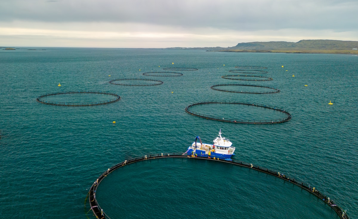 Jaulas de cultivo de salmón vista aérea