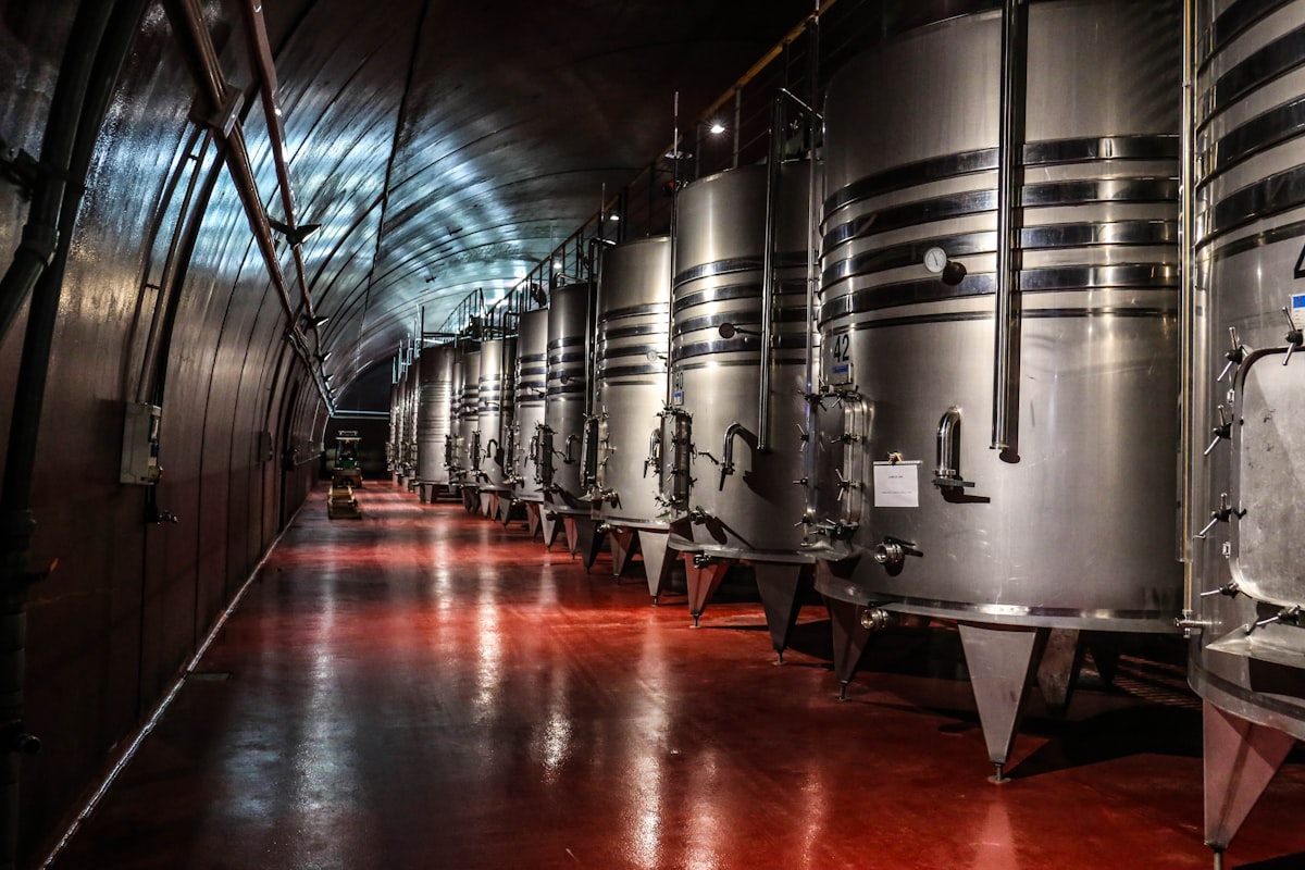 Viñedo y proceso de producción vitivinícola